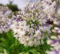 The Collection 4 Southern Living Plants Agapanthus Southern Living Plants Flower Show