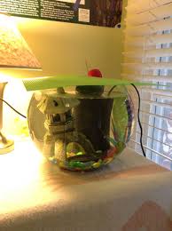 My Female Betta Hummingbird In A 3 Gallon Fish Bowl Vase Features Hang On Filter Heater Bright Rocks Zen Lante Fish Bowl Vases Lanterns Decor Betta Fish