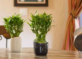 Gardening interior design planting plants garden planting ideas flowers landscaping flowers gardening supplies garden planters modern home accessories room decor home accents living room furniture house plants patio yard home floral arrangements. Best Indoor Plants 7 Picks For Every Room Bob Vila