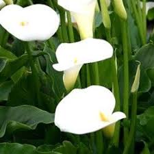 Plante De Toute Beaute Le Zantedeschia Aussi Appele 39 Arum Des Fleuristes 39 Est Une Plante Facile D 39 Entr Arum Blanc Haies De Jardin Comment Planter