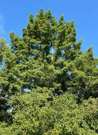 Image result for Taxodium