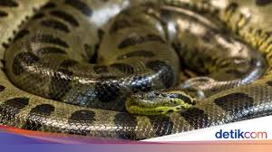 We did not find results for: 8 Ular Terbesar Dunia Termasuk Raja Piton Hutan Kalimantan