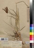 Image result for Eustachys paspaloides