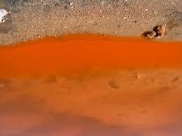 Reserva Natural Laguna Salada de Pétrola | Áreas Protegidas de Castilla-La  Mancha