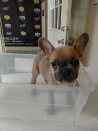 Maybe you would like to learn more about one of these? Buy French Bulldog Puppies Buy Puppies In Tucson With The Paw Palace
