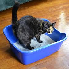 Van Ness Giant Cat Litter Pan Review Almost Scatter Proof