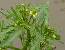 Image result for Ranunculus sceleratus
