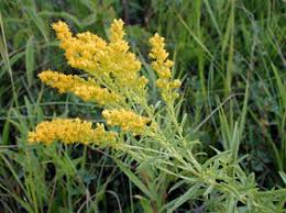 Geobotanically, missouri belongs to the north american atlantic region, and spans all three floristic provinces that make up the region: Kansas Wildflowers And Grasses Missouri Goldenrod