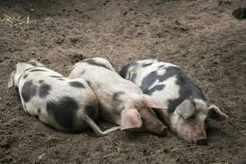 Wir entwerfen gerne nach deinen vorgaben das motiv zur hochzeit oder anderen anlässen, sprich uns einfach an oder enscheide dich für ein ferkel. Schweine Privatgarten Wagenhuber Versmold