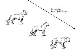 Understanding Your Dog For Dummies Cheat Sheet Dummies