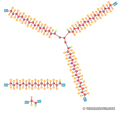 Image result for Fatty Acid