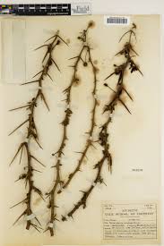 Image result for Kotschya africana