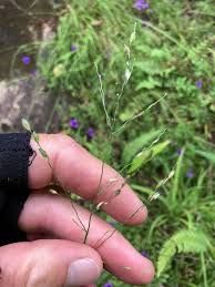 Image result for Panicum aequinerve