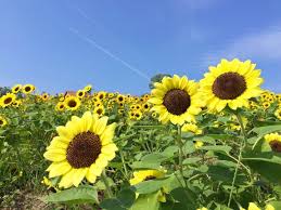 For faster navigation, this iframe is preloading the wikiwand page for 太陽花學運. ä¸åªæœ‰èŠ±ç« é‚„æœ‰æ»¿æ»¿å¤ªé™½èŠ± ä¾†å¤§é˜ªå ºå¸‚èˆ‡6è¬æœµå'æ—¥è'µä¸€èµ·è¿ŽæŽ¥å¤å¤© Matcha æ—¥æœ¬ç·šä¸Šæ—…éŠè§€å…‰é›œèªŒ