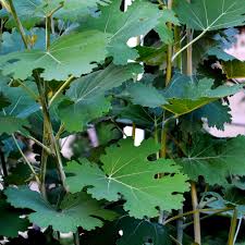 Image result for Macleaya
