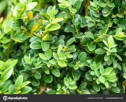 Image result for Buxaceae