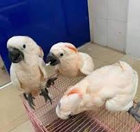 Moluccan Cockatoo for sale - Live Cockatoo Aviary