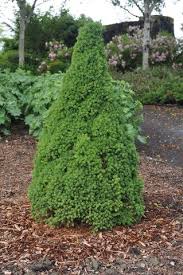 The dwarf alberta spruce adds so much appeal to your property you will be shocked at how easy it is to care for! Picea Glauca Dwarf Alberta Spruce Bountifulgardens
