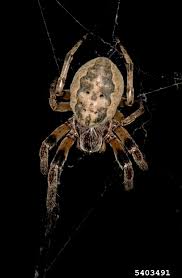 One species of black widow spider, the northern widow (latrodectus variolus), is found in lower michigan, where it tends to live in outdoor areas away from activity, such as in wood piles and hollow logs. Don T Panic Over Brown Recluse Spiders In Michigan Landscaping