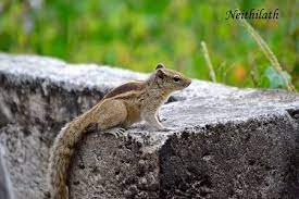 Squirrels Are Members Of The Family Sciuridae Consisting Of Small Or Medium Size Rodents The Family Includes Tree Squirrels Gr Prairie Dog Squirrel Dormouse