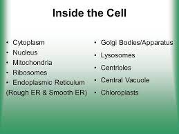 Maybe you would like to learn more about one of these? Cell Structure Function Ppt Video Online Download Cell Structure Structure And Function Cell Parts And Functions