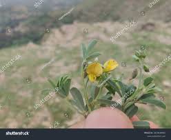 Image result for Crotalaria spectabilis