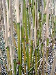 We did not find results for: Miscanthus X Giganteus Wikipedia
