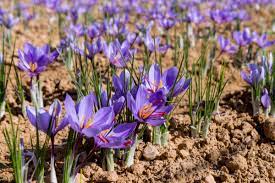 Si calcola, infatti, che per produrre 1 kg di zafferano sono necessari più di 160.000 fiori, pari a circa 68 kg, di cui 63 costituiscono la biomassa dei residui floreali (tepali, stami e stili). Lo Zafferano Costi Produzione E I Consigli Su Come Usarlo In Cucina