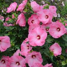 Image result for Hibiscus platycalyx