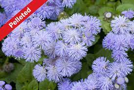 Ageratum Blue Horizon Pelleted Premium Garden Seeds Hoss Tools