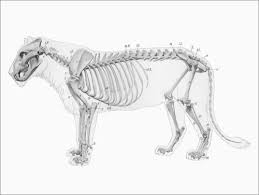 Explore resources and articles related to the human body's shape and form, including organs, skeleton,. Anatomy Of The Lion I Posters And Prints Posterlounge Com
