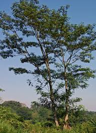 Image result for Albizia falcataria