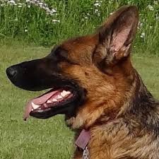 We are a small kennel located in miami florida. Alpha German Shepherds German Shepherd Breeder In Appleton Wi