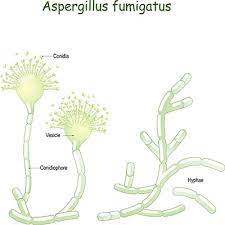 The most infamous species of this genus is aspergillus flavus, which produces aflatoxin. Aspergillus Fumigatus Infektion Ubertragung Krankheiten Medlexi De