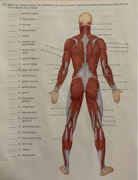 The names of the two muscles that bend and straighten the arm are biceps and triceps. Solved 12 Identify Each Lettered Muscle In This Illustra Chegg Com