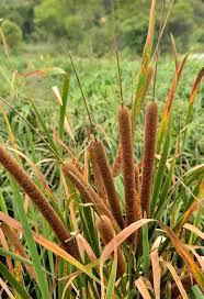 Image result for Typha capensis