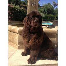 Do you consider yourself a prolific pooch expert? The Ultimate Newfoundland Dog Quiz 10 Q Westie Quiz