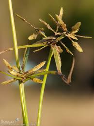 Image result for Pycreus flavescens