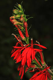 Image result for Lobelia thermalis