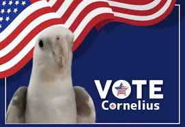 CORNELIUS 2024!! : r/cockatiel