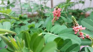 Image result for Indigofera circinella