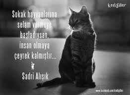 Sena Sultan Adli Kullanicinin Guzel Sozler Panosundaki Pin Hayvan Kedi Guzel Soz