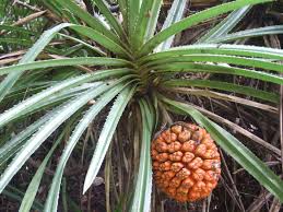 Image result for Pandanus sp. A