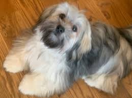Puppy training series part 1 of 4: Our Havanese Happy Tail Companions