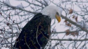 Learn more bald eagle facts at animal fact guide. Bald Eagle Sitting On A Branch Stock Video Footage 4k And Hd Video Clips Shutterstock