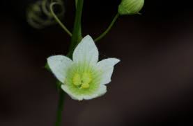 Image result for Diplocyclos tenuis