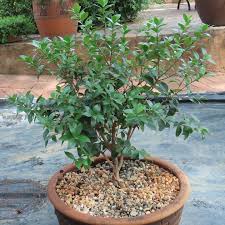 Image result for Eugenia natalitia