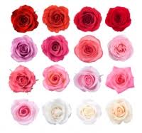 Grower Direct How Long Should Fresh Cut Flowers Last In