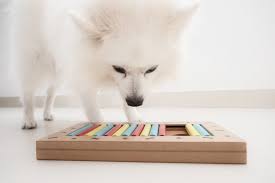 Maybe you would like to learn more about one of these? 7 Dog Puzzle Toys To Boost Brainpower Great Pet Care