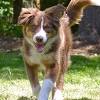 Border collie aussie mix puppy. Https Encrypted Tbn0 Gstatic Com Images Q Tbn And9gctza6xnjhb8lwromvbu5od R9snn30ezkx Tf0vt7w Usqp Cau